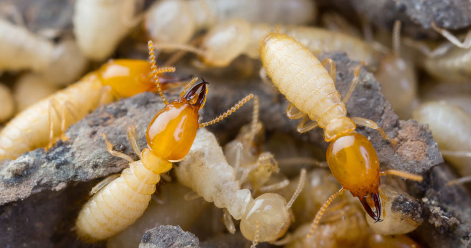 WDO Termite Inspection